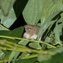 Image of Indomalayan Pencil-tailed Tree Mouse