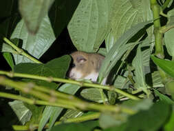 Image of pencil-tailed tree mouse
