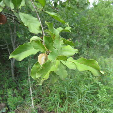 Imagem de Combretum apiculatum Sond.