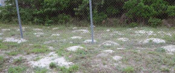 Image of Texas Pocket Gopher