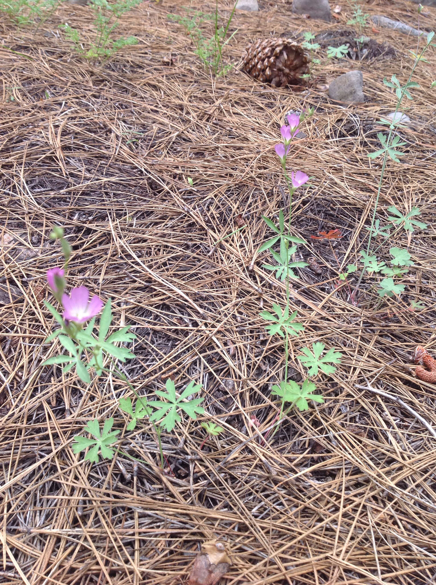 Image of waxy checkerbloom