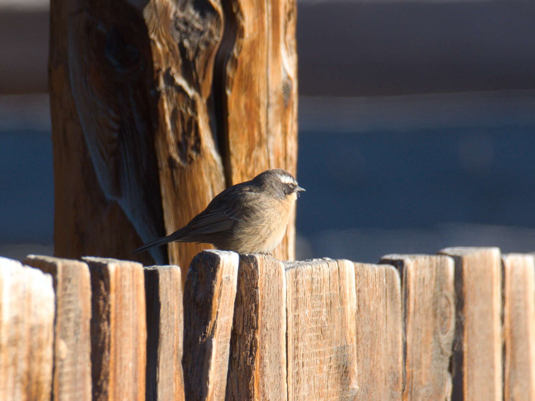 Image of Brown Accentor