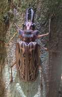 Image of Long-horned beetle