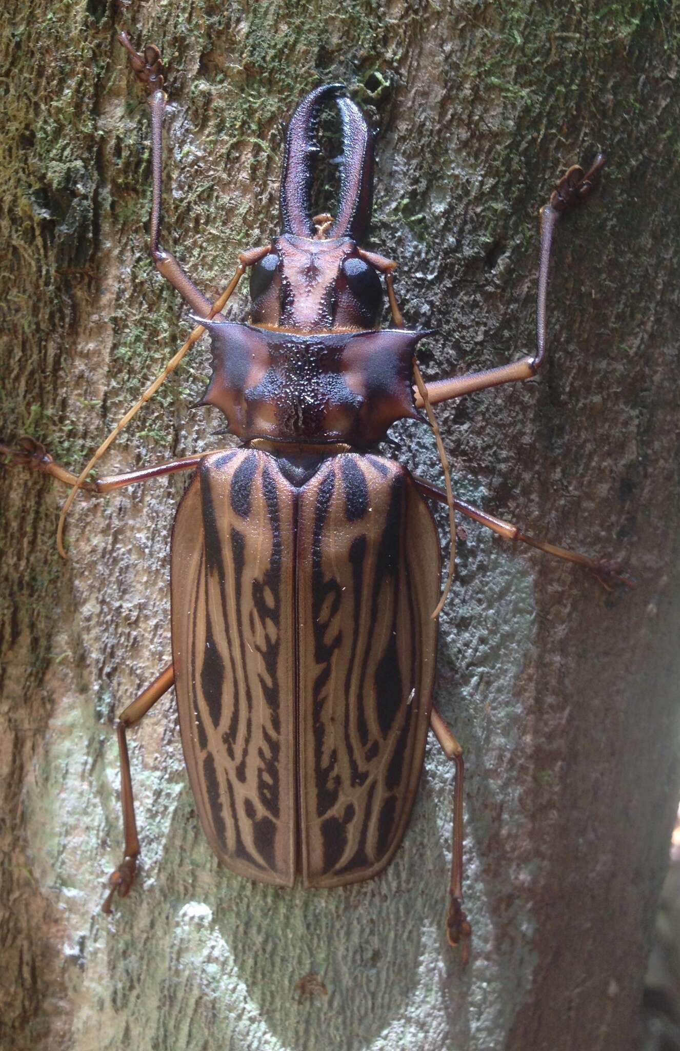 Image of Long-horned beetle