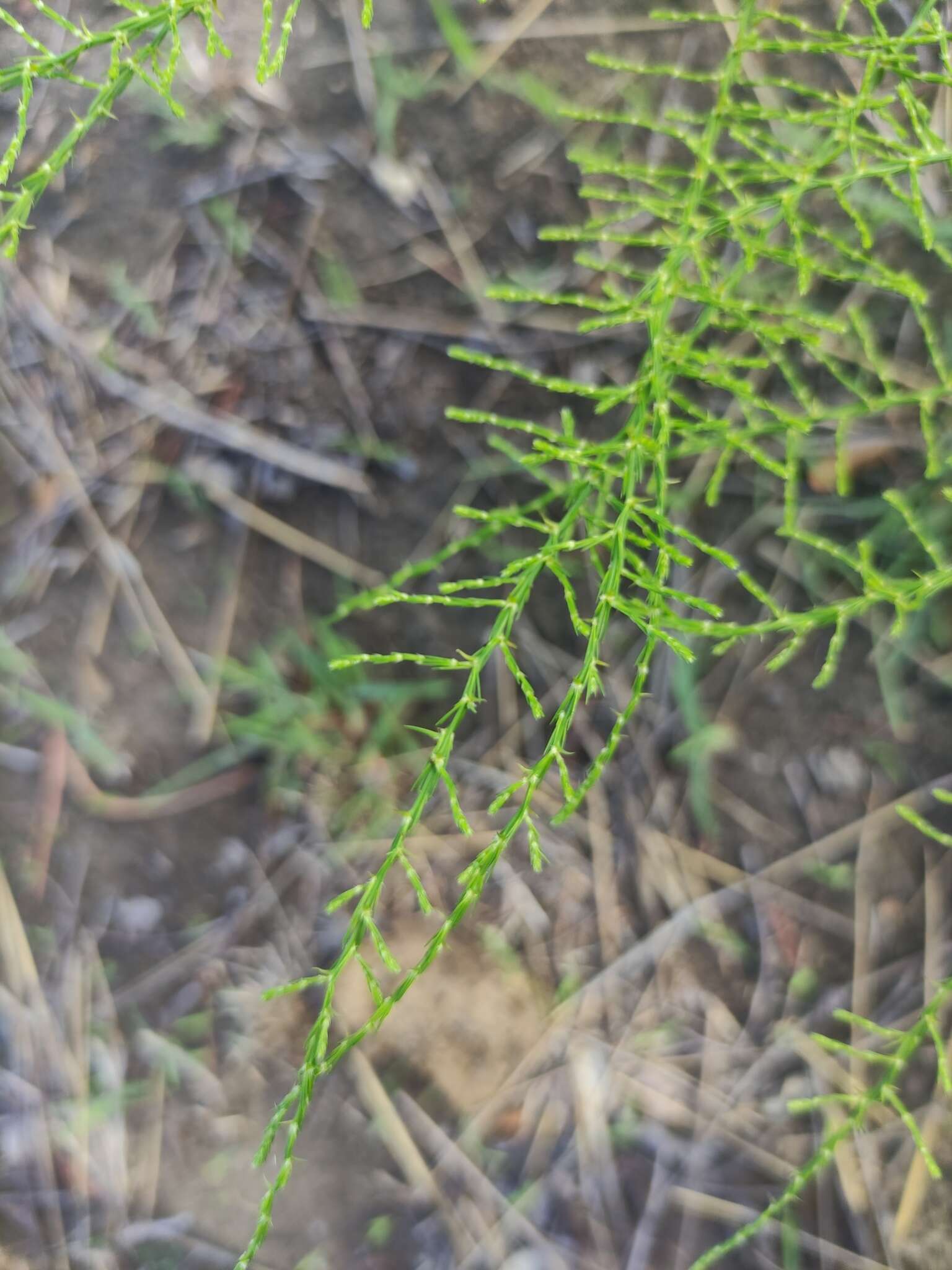 Image of Asparagus vaginellatus Bojer ex Baker