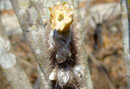 Plancia ëd Pilosocereus purpusii (Britton & Rose) Byles & G. D. Rowley