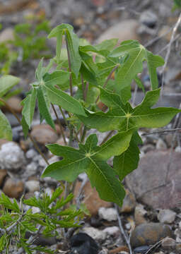 Manihot walkerae Croizat的圖片