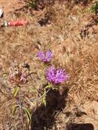 Imagem de Monardella breweri subsp. microcephala (A. Gray) Elvin & A. C. Sanders