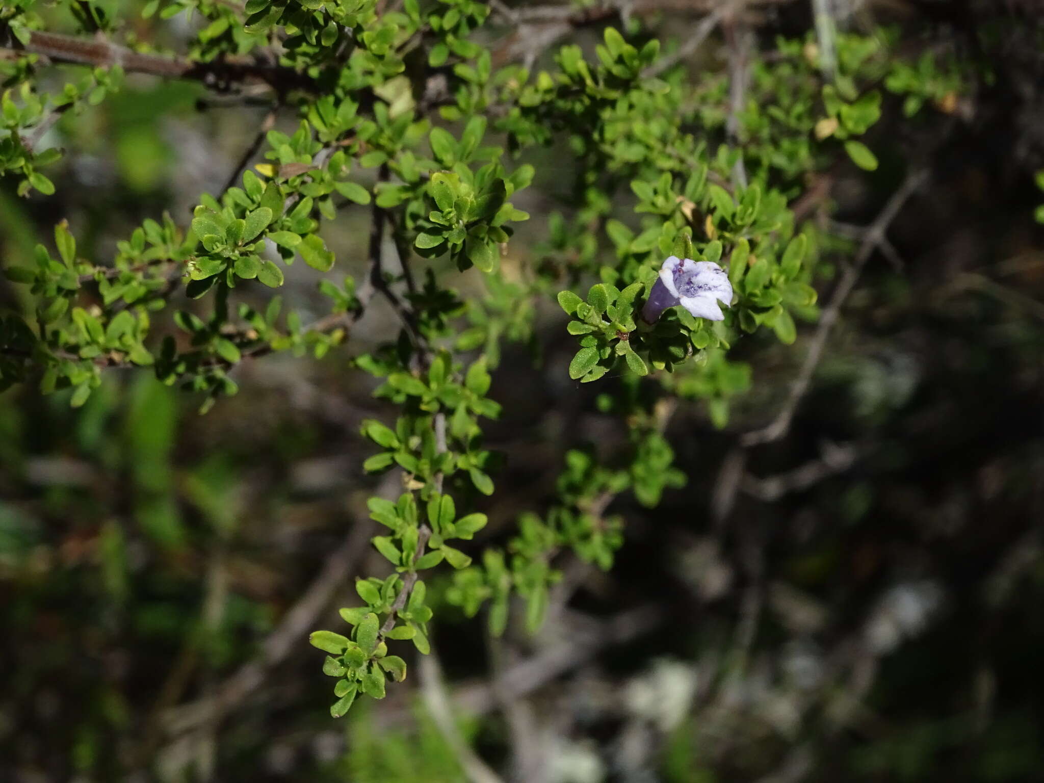 Plancia ëd Clinopodium chilense (Benth.) Govaerts