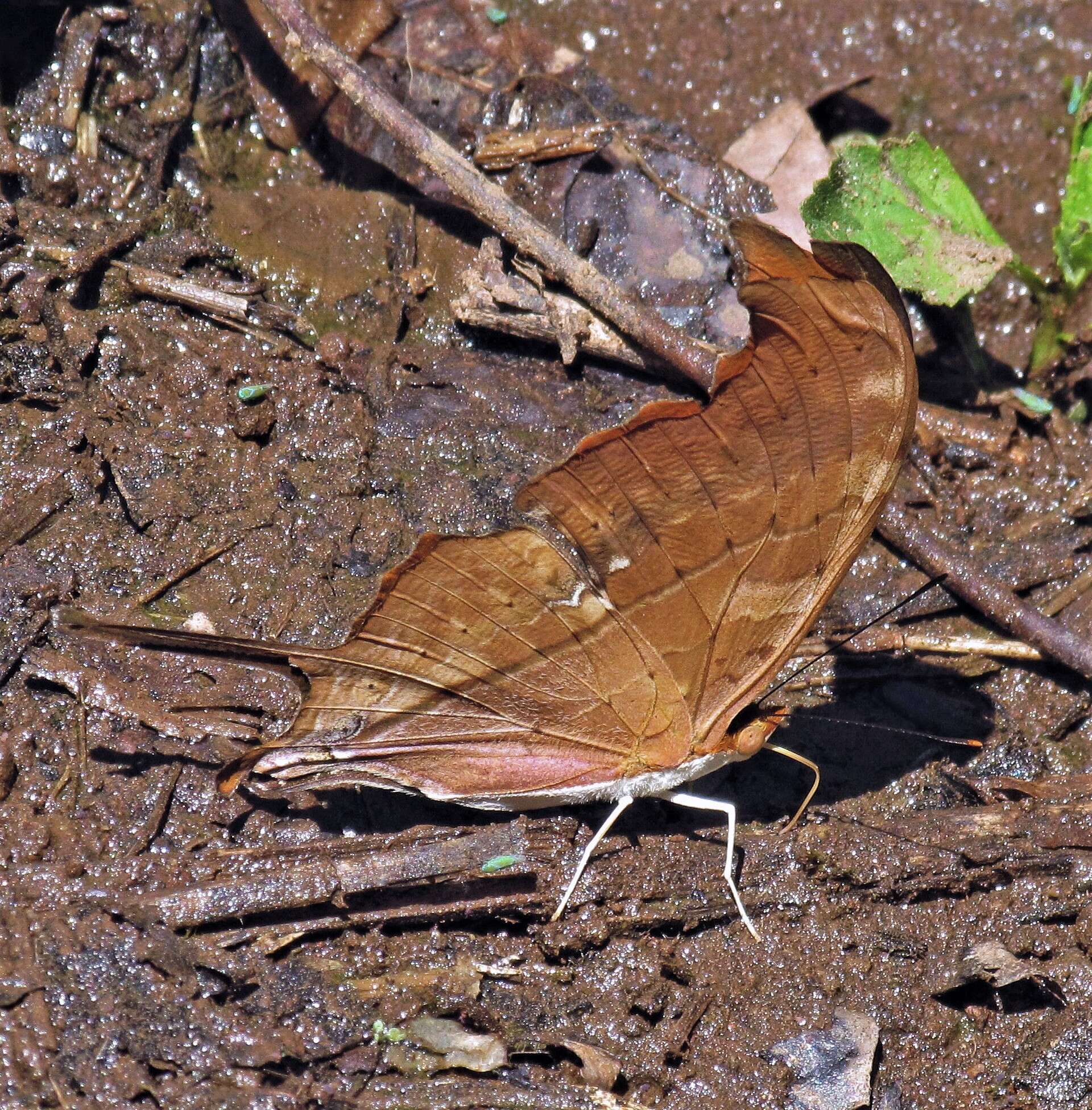 Image of <i>Marpesia <i>petreus</i></i> petreus