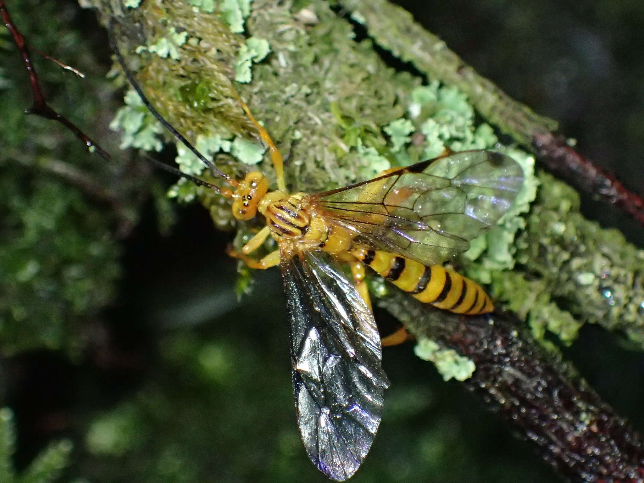 Imagem de Neotheronia septemtrionalis Krieger 1905