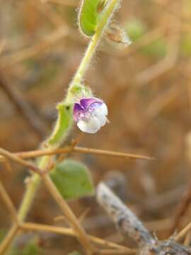 Image of Kickxia lanigera (Desf.) Hand.-Mazz.