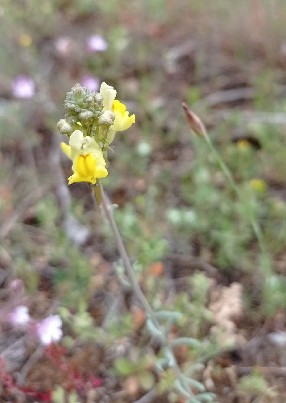 صورة Linaria supina (L.) Chaz.