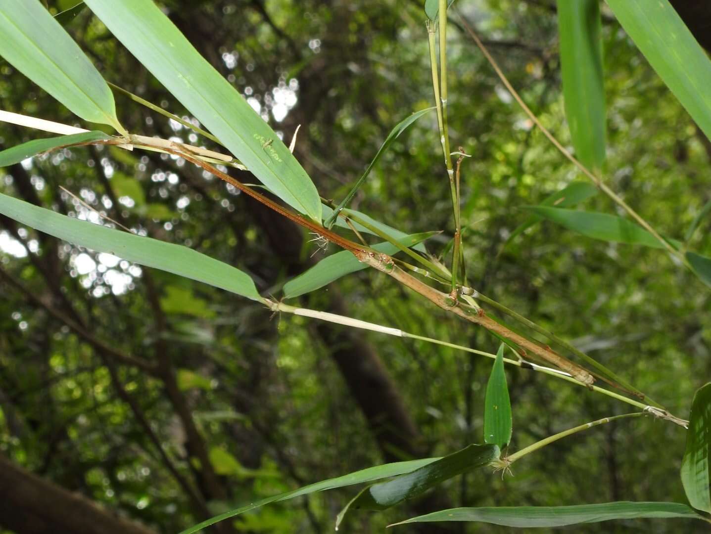 Image of Lopaphus balteatus (Chen, S. C. & Y. H. He 2002)