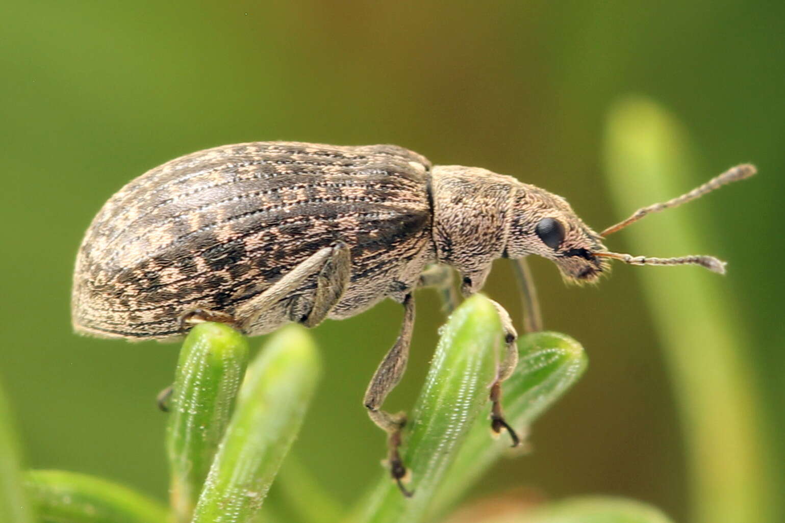 Sivun Polydrusus (Eurodrusus) pilosus Gredler 1866 kuva