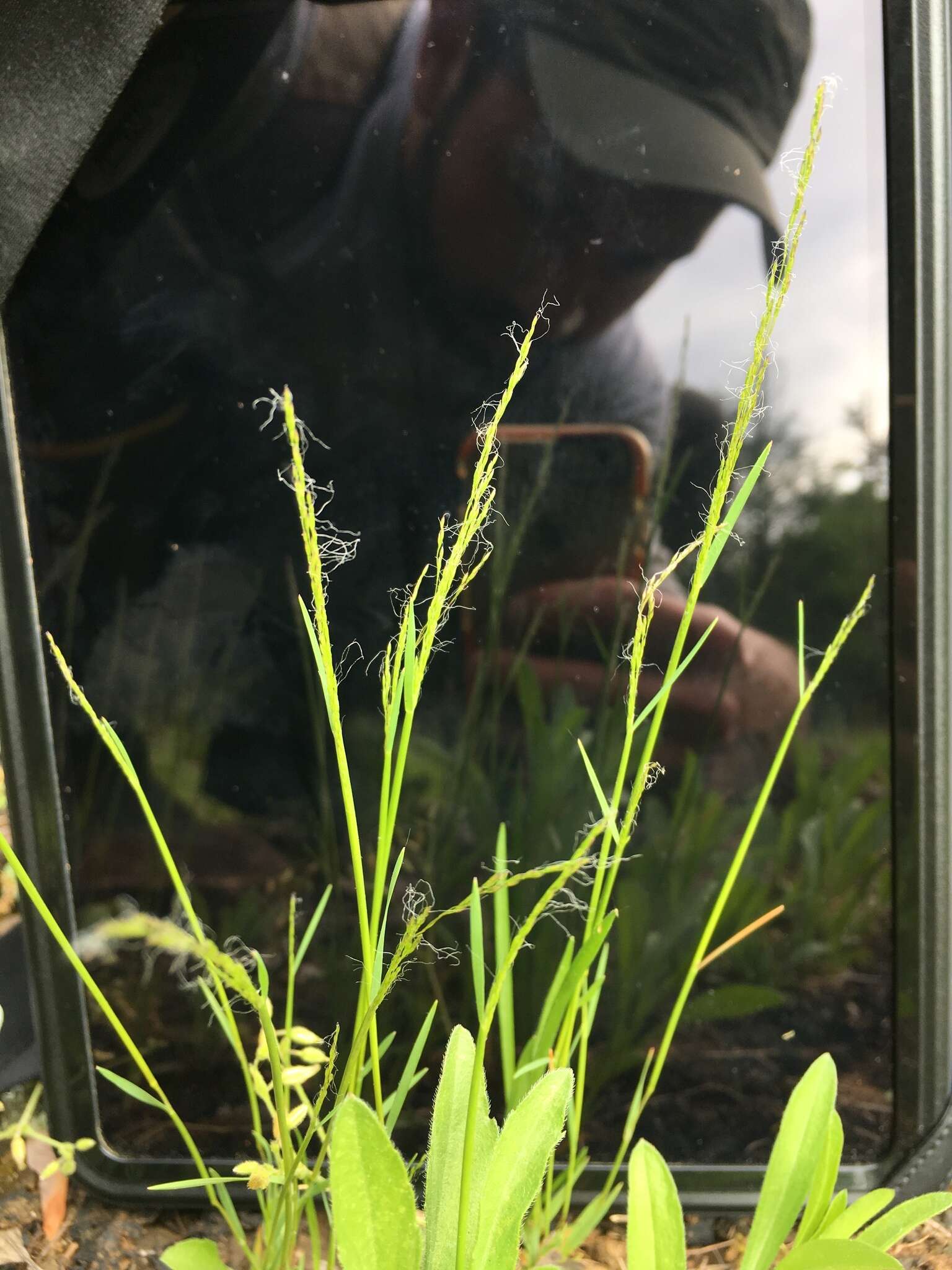 Image of Elliott's bentgrass