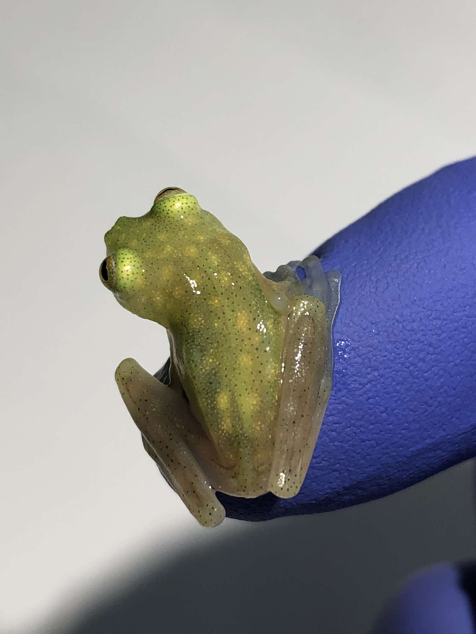 Image of Rio Azuela Glass Frog