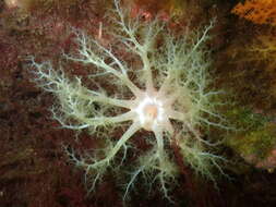 Image of pale sea cucumber