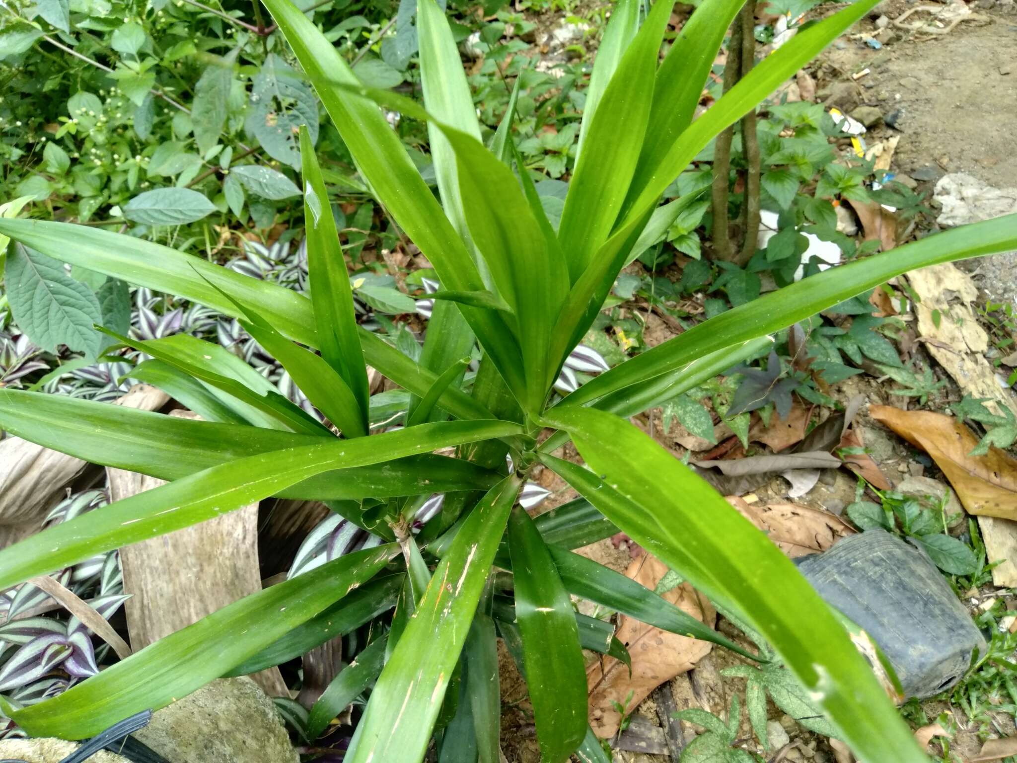 Plancia ëd Dracaena reflexa var. angustifolia Baker