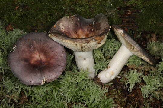 Image of Russula ornaticeps Burl. 1921