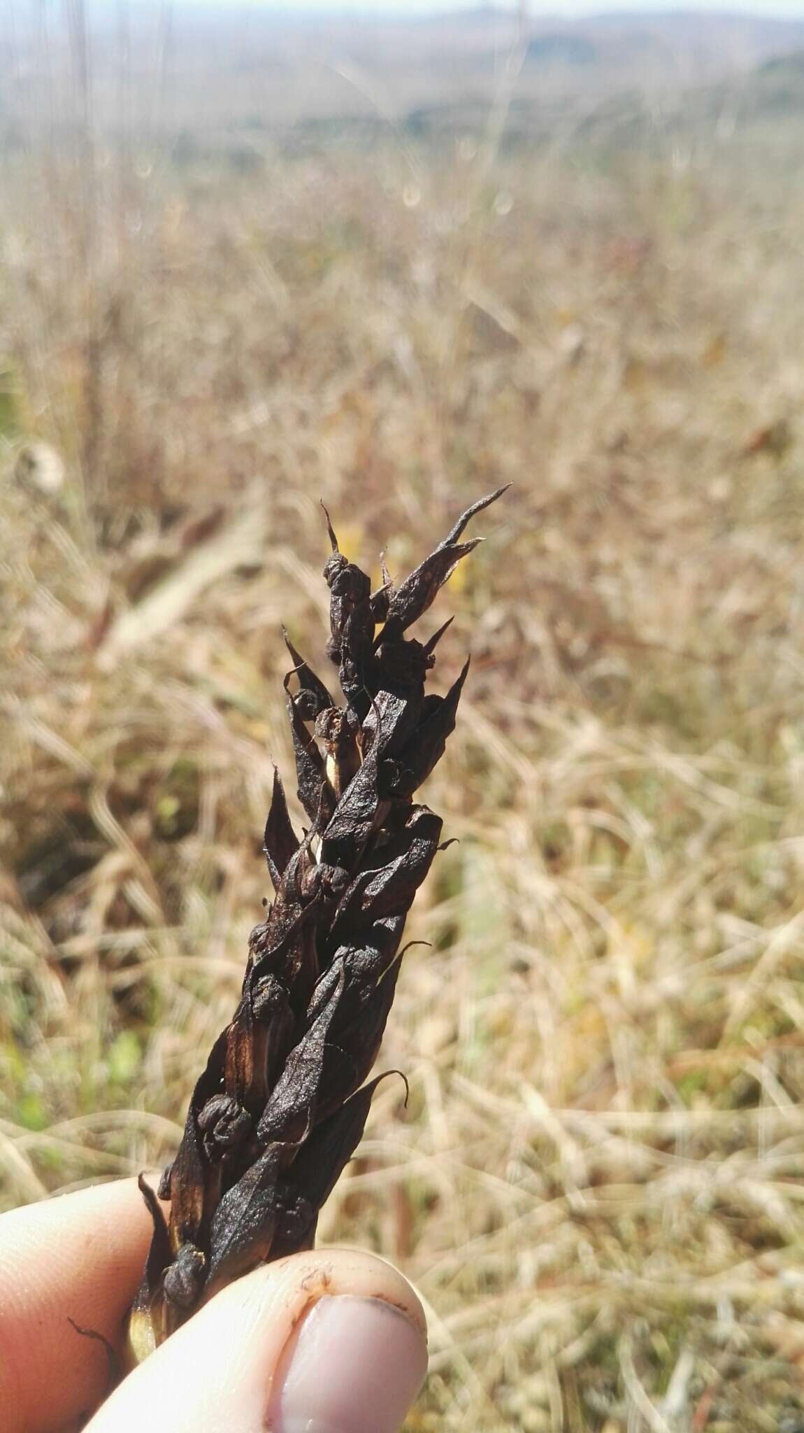 Image of Corycium dracomontanum Parkman & Schelpe