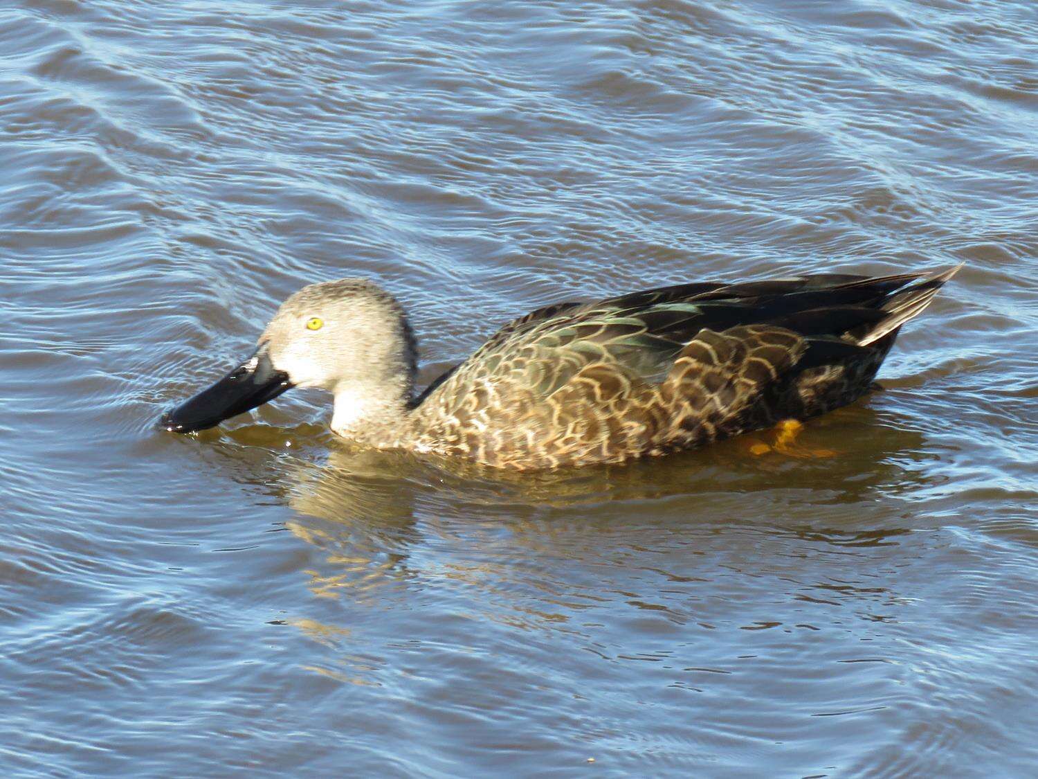 Image of Cape Shoveler