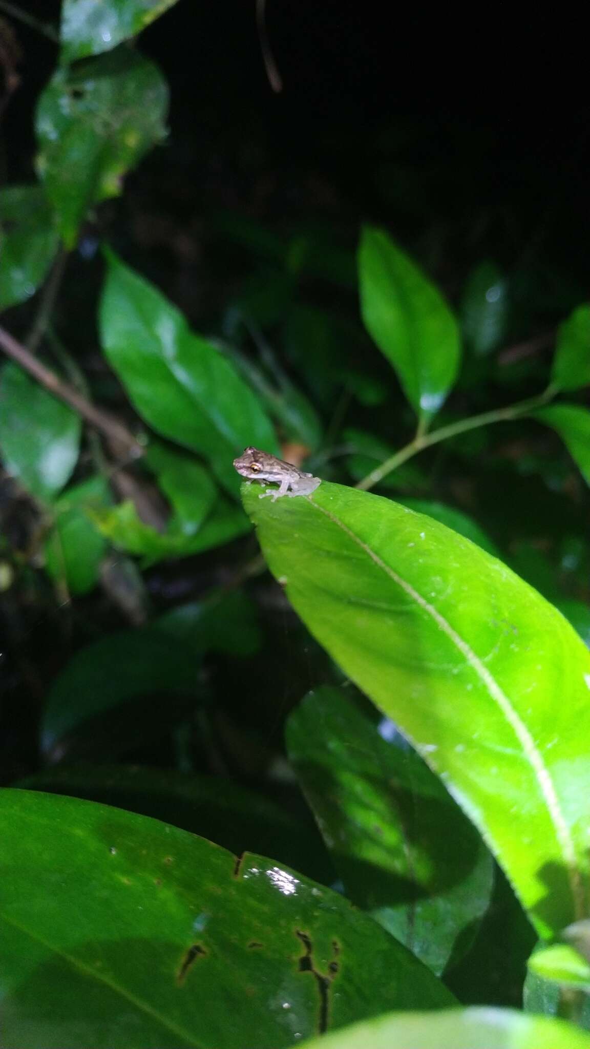 Image of Bandeirantes Snouted Treefrog