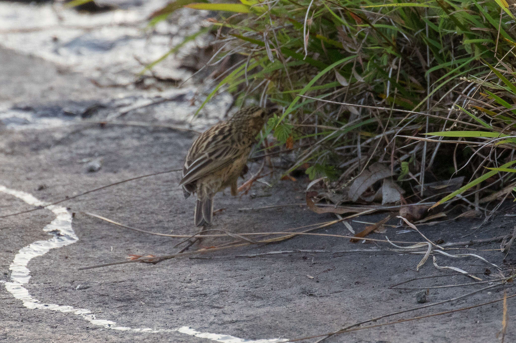 Image of Nilgiri Pipit