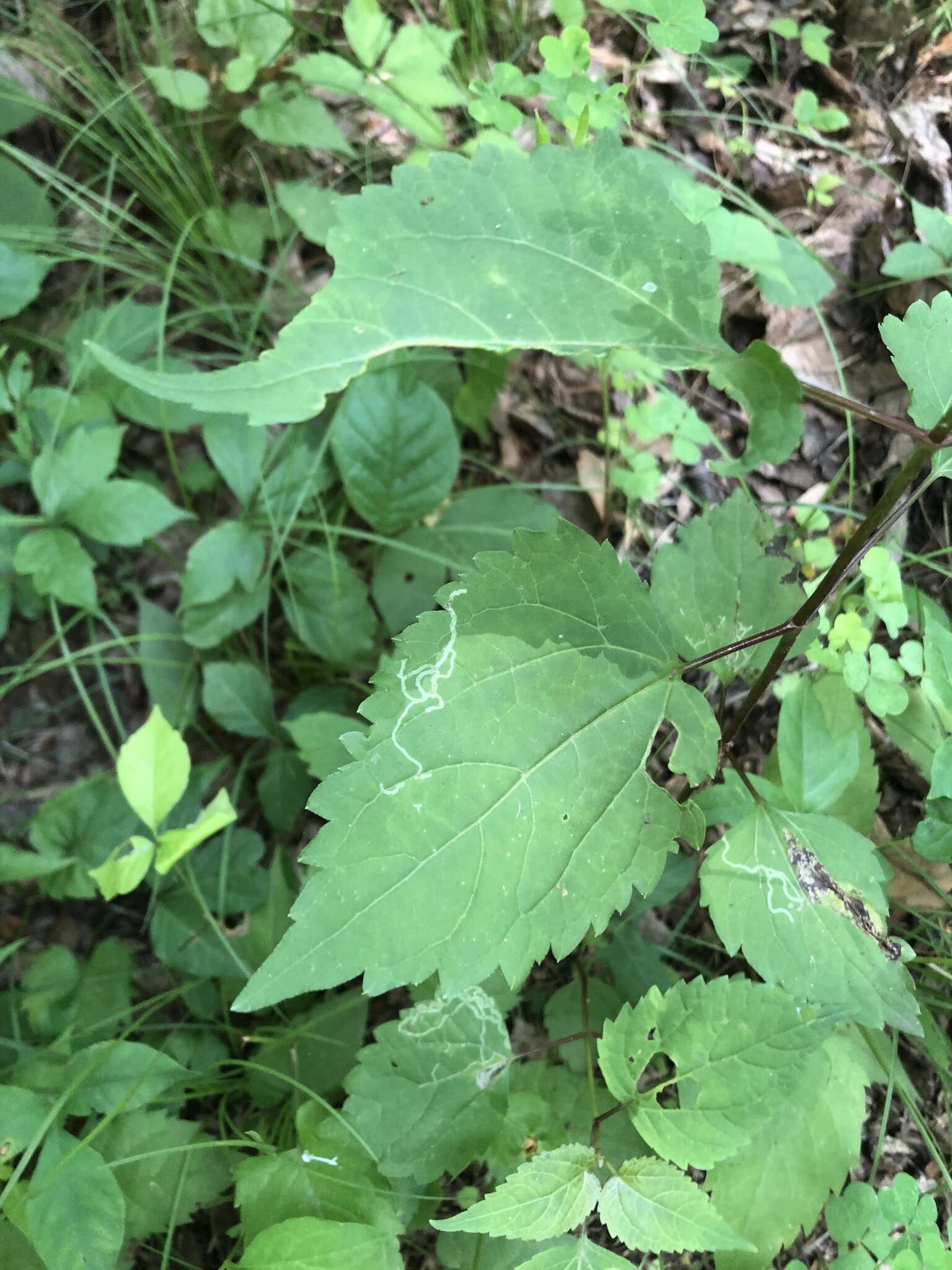 Image of Liriomyza eupatoriella Spencer 1986