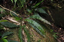 Image de Polystichum hancockii (Hance) Diels