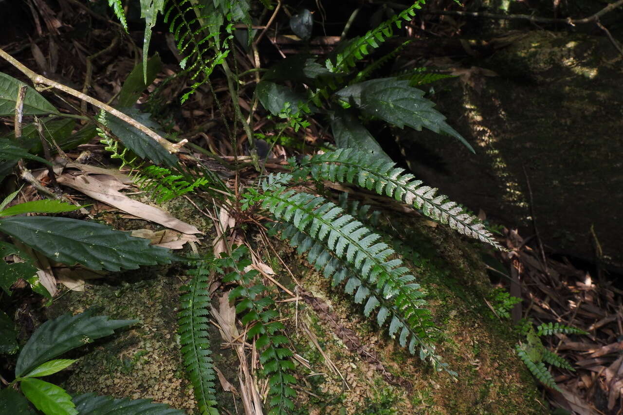 Plancia ëd Polystichum hancockii (Hance) Diels