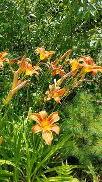 Image of orange daylily