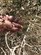 Image of Encelia frutescens var. frutescens