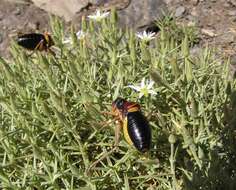 Image of Sierra Nevadan Saddle Bush-cricket