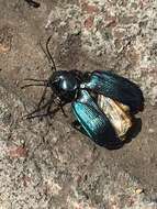 Слика од Calosoma (Castrida) granatense Géhin 1885