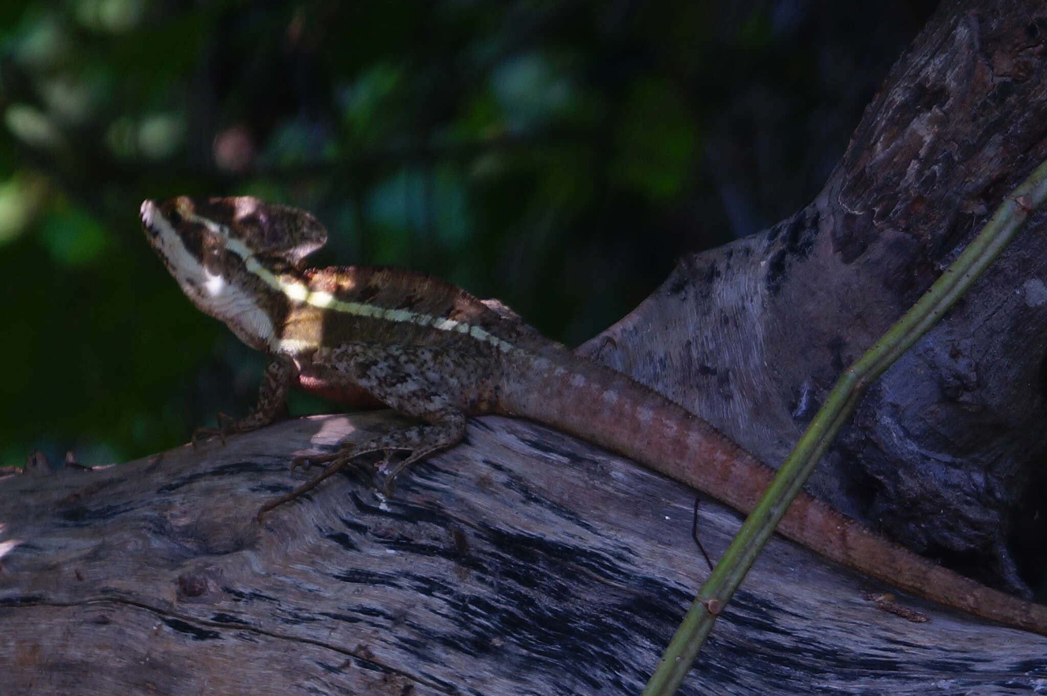 Image of Brown Basilisk