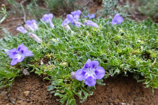 Sivun Aptosimum procumbens (Lehm.) Burch. ex Steud. kuva