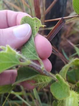 Image of Passiflora clathrata Mast.