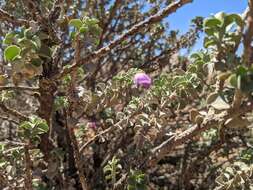 Imagem de Eremophila rotundifolia F. Muell.