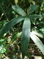 Imagem de Ardisia crispa (Thunb.) A. DC.