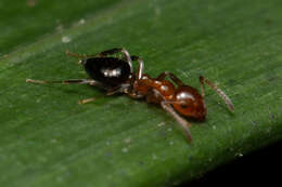 Image of Prolasius convexus McAreavey 1947