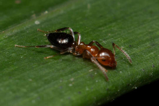 Image of Prolasius convexus McAreavey 1947