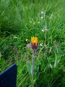 Image of mountain arnica