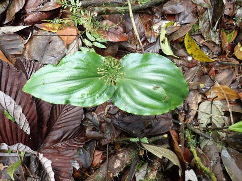 Malaxis excavata (Lindl.) Kuntze的圖片