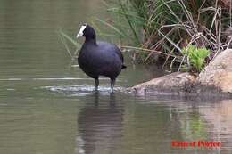 Imagem de Fulica cristata Gmelin & JF 1789