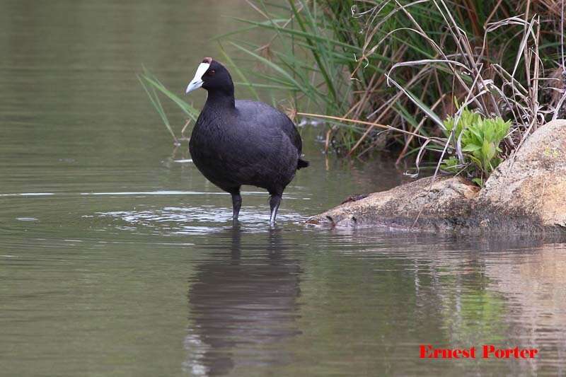 Imagem de Fulica cristata Gmelin & JF 1789