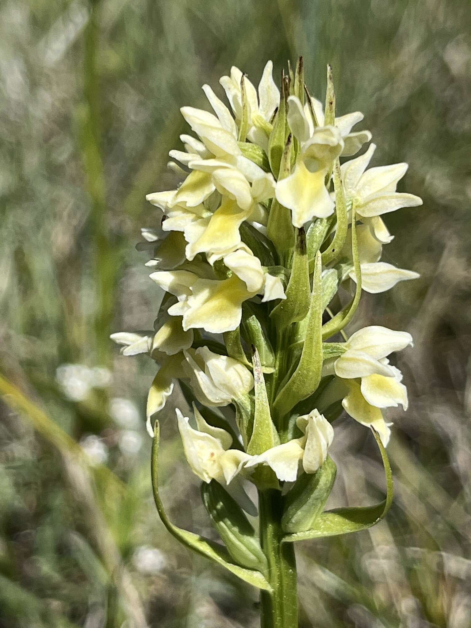 Dactylorhiza incarnata subsp. ochroleuca (Wüstnei ex Boll) P. F. Hunt & Summerh. resmi