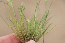 Image of common Mediterranean grass