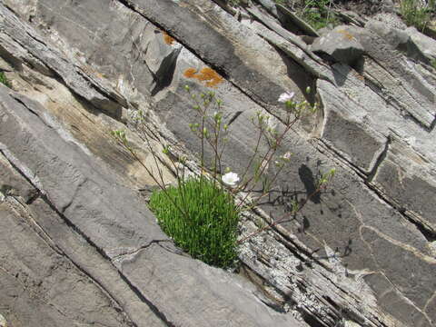 Image de Gypsophila tenuifolia M. Bieb.