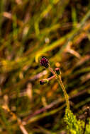 Image of Senecio erubescens var. incisus DC.